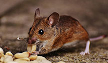 24 Hour & Emergency Exterminators in Death Valley Jct, CA
